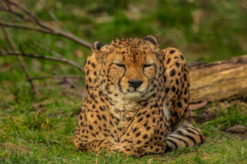 cheetah resting on green grass, very close eye contact.