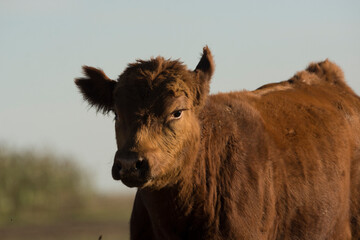 Fototapeta premium Bovino