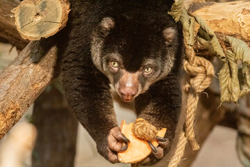 cute wild bear cuscus aulirops ursinus arboreal against blure background.