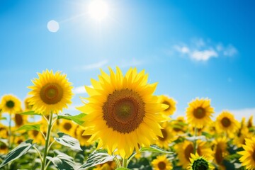 Bright yellow sunflowers in a field under a blue sky