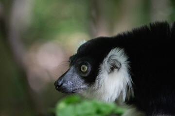 Black and white Ruffed Lemur closeup