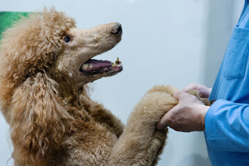 Red royal poodle big dog