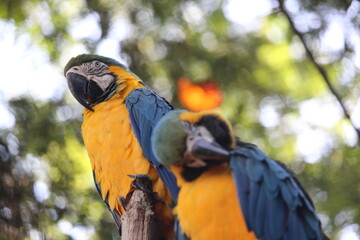 Blue and yellow macaws inside a on Rio de Janeiro Zoo's aviary 