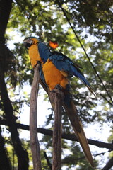 Blue and yellow macaws inside a on Rio de Janeiro Zoo's aviary 