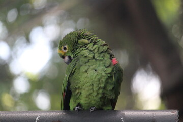 Blue fronted amazon inside a on Rio de Janeiro Zoo's aviary with other birds