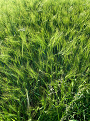 Gerste mit langen Ähren, Getreidefeld im Sommer