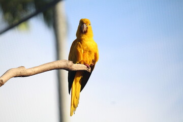 Golden parakeet inside a on Rio de Janeiro Zoo's aviary area