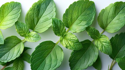 Take a close-up picture of some fresh mint leaves.