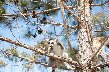 ring-tailed gray lemur in natural environment Madagascar