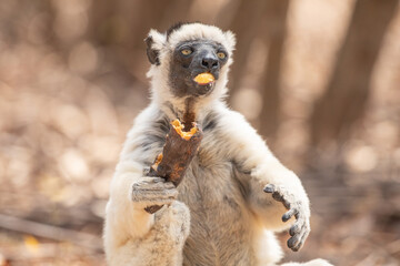 Sifaka lemur (Propithecus verreauxi), Madagascar nature