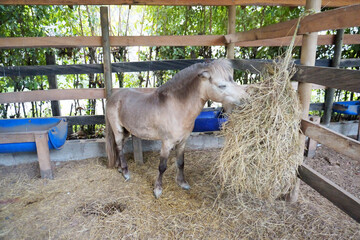 Pony eating hay in a stable