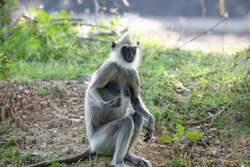 black faced grey langur monkey in Yala National Park, Sri Lanka