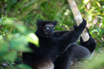 Lemur Indri indri, babakoto largest lemur from Madagascar