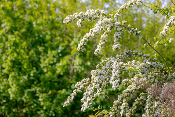 Selective focus of white flowers with green leaves on tree, Crataegus, Mayflower or Hawberry is a...