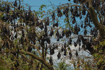 close-up hanging Mariana fruit bat (Pteropus mariannus)