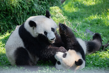 Fototapeta premium cheerful playing pandas on green lawn