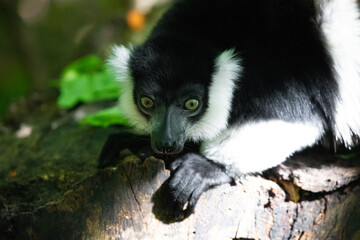 Black and white Ruffed Lemur closeup