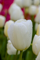 white tulips in a garden