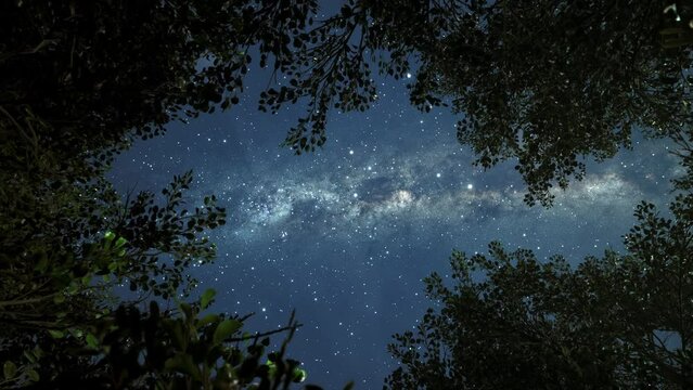 Dark Mystical Forest Spooky Moody Night Background Ethereal Mysterious Trees Dramatic Dreamy Cgi