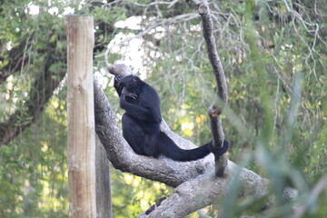 Brazilian spider monkey inside a on Rio de Janeiro Zoo's on a wooden play structure