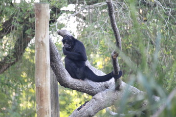 Brazilian spider monkey inside a on Rio de Janeiro Zoo's on a wooden play structure