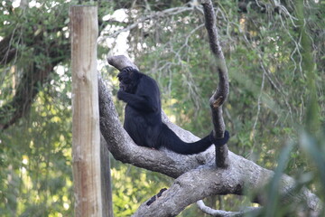 Brazilian spider monkey inside a on Rio de Janeiro Zoo's on a wooden play structure