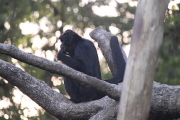 Brazilian spider monkey inside a on Rio de Janeiro Zoo's on a wooden play structure