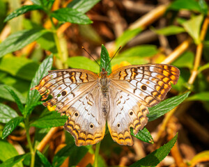 Close-up of a White Peacock butterfly (Anartia jatrophae) perched on a flower.