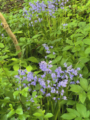 blaue Glockenblumen blühen im Frühling 