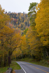 Obraz premium Road through the Autumn woods