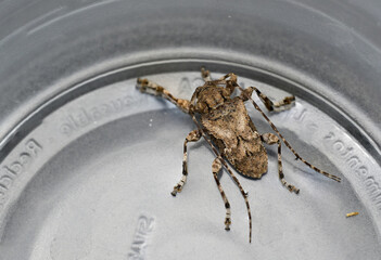 Escarabajo longicornio del género Aegomorphus clavipes insecto