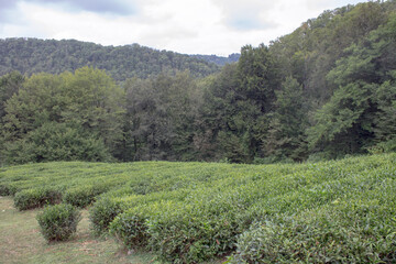 Obraz premium A matsesta tea plantation with rows of green bushes on a cloudy summer day and a copy space. Tea harvest concept