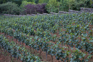 rows of green grape bushes a perspective in Abkhazia and a space for copying