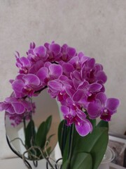 purple orchid in a vase