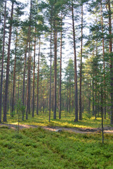 Pine forest on summer day.