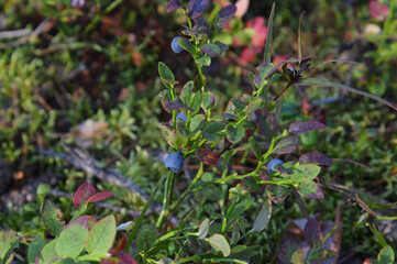Blueberry bush close up.