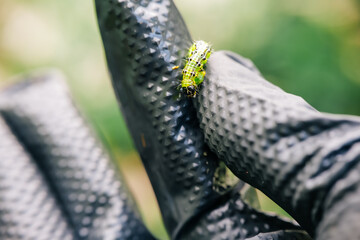  caterpillar in a hand in a black glove.Treating the garden against moth caterpillars. protect...