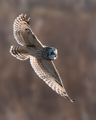 Short-eared Owl in flight