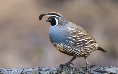 California Quail, male