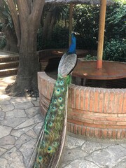 Peacock