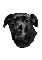 Black dog face illustration. portrait. Vector image, transparent background. Digital art pet