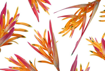 strelitzia or bird of paradise flowers texture