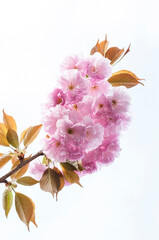 lushly blooming branch of delicate pink sakura