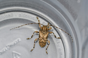 Escarabajo longicornio del género Aegomorphus Clavipes insecto