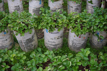 strawberry farm in the green hills