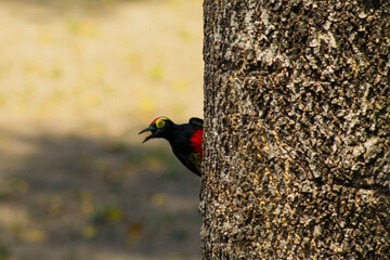 Espía un carpintero cejón rojo
