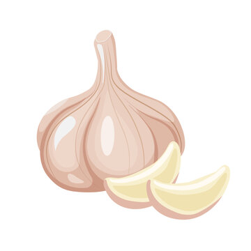 Fresh whole garlic vegetable and garlic cloves isolated on white background
