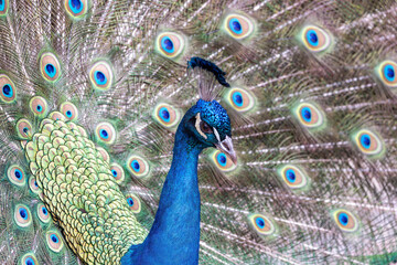 Obraz premium Indian Peafowl (Pavo cristatus) - Majesty of the Indian Subcontinent