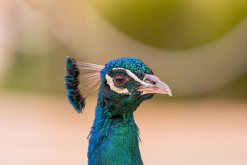 Indian Peafowl (Pavo cristatus) - Majesty of the Indian Subcontinent - obrazy, fototapety, plakaty