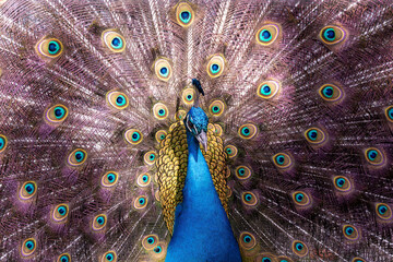 Indian Peafowl (Pavo cristatus) - Majesty of the Indian Subcontinent